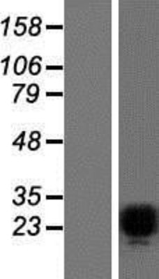 Western Blot: Pet1 Overexpression Lysate (Adult Normal) [NBP2-06972] Left-Empty vector transfected control cell lysate (HEK293 cell lysate); Right -Over-expression Lysate for Pet1.