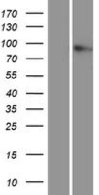 Western Blot: CDH9 Overexpression Lysate (Adult Normal) [NBP2-07062] Left-Empty vector transfected control cell lysate (HEK293 cell lysate); Right -Over-expression Lysate for CDH9.