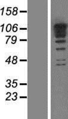 Western Blot: RBM19 Overexpression Lysate (Adult Normal) [NBP2-07074] Left-Empty vector transfected control cell lysate (HEK293 cell lysate); Right -Over-expression Lysate for RBM19.