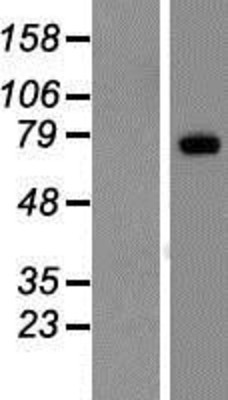 Western Blot: LRP10 Overexpression Lysate (Adult Normal) [NBP2-07385] Left-Empty vector transfected control cell lysate (HEK293 cell lysate); Right -Over-expression Lysate for LRP10.