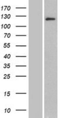 Western Blot: BRD1 Overexpression Lysate (Adult Normal) [NBP2-07317] Left-Empty vector transfected control cell lysate (HEK293 cell lysate); Right -Over-expression Lysate for BRD1.