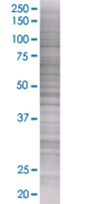 IGF2 transfected lysate