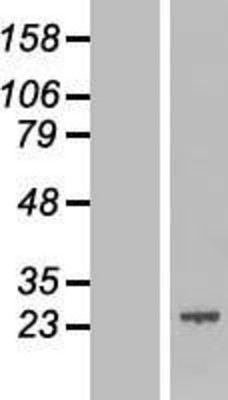 Western Blot: APR3 Overexpression Lysate (Adult Normal) [NBL1-08407] Left-Empty vector transfected control cell lysate (HEK293 cell lysate); Right -Over-expression Lysate for APR3.