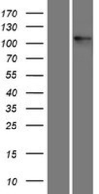 Western Blot: Integrin alpha V Overexpression Lysate (Adult Normal) [NBP2-11354] Left-Empty vector transfected control cell lysate (HEK293 cell lysate); Right -Over-expression Lysate for Integrin alpha V.