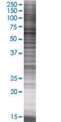 FUT8 transfected lysate.