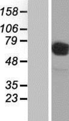 Western Blot: CD98 Overexpression Lysate (Adult Normal) [NBP2-11327] Left-Empty vector transfected control cell lysate (HEK293 cell lysate); Right -Over-expression Lysate for CD98.