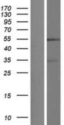 Western Blot: Persephin receptor Overexpression Lysate (Adult Normal) [NBP2-11268] Left-Empty vector transfected control cell lysate (HEK293 cell lysate); Right -Over-expression Lysate for Persephin receptor.