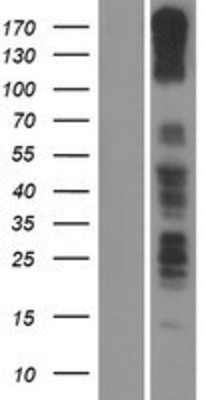 Western Blot: PCDH11X Overexpression Lysate (Adult Normal) [NBP2-05952] Left-Empty vector transfected control cell lysate (HEK293 cell lysate); Right -Over-expression Lysate for PCDH11X.
