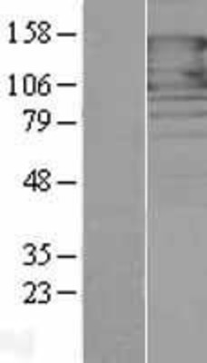 Western Blot: PCDH1 Overexpression Lysate (Adult Normal) [NBP2-06022] Left-Empty vector transfected control cell lysate (HEK293 cell lysate); Right -Over-expression Lysate for PCDH1.