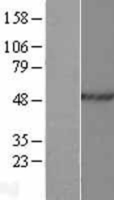 Western Blot: hnRNP H2 Overexpression Lysate (Adult Normal) [NBP2-11606] Left-Empty vector transfected control cell lysate (HEK293 cell lysate); Right -Over-expression Lysate for hnRNP H2.