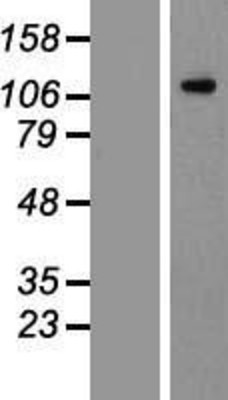 Western Blot: Flt3/CD135 Overexpression Lysate (Adult Normal) [NBP2-11587] Left-Empty vector transfected control cell lysate (HEK293 cell lysate); Right -Over-expression Lysate for Flt3/CD135.