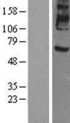 Western Blot: Prominin 2 Overexpression Lysate (Adult Normal) [NBP2-11470] Left-Empty vector transfected control cell lysate (HEK293 cell lysate); Right -Over-expression Lysate for Prominin 2.