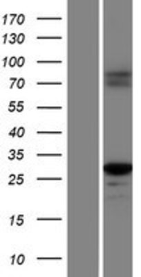 Western Blot: Caspase 1 Overexpression Lysate (Adult Normal) [NBP2-05896] Left-Empty vector transfected control cell lysate (HEK293 cell lysate); Right -Over-expression Lysate for Caspase 1.