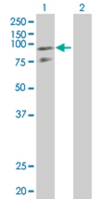 Lane 1: PTPRR transfected lysate (72.38 KDa) Lane 2: Non-transfected lysate.