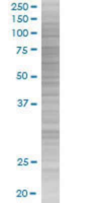 PTPRR transfected lysate.