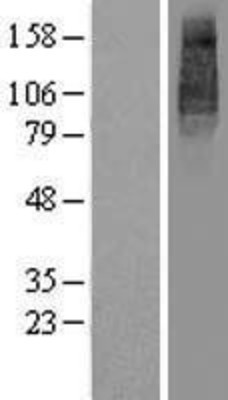 Western Blot: UNC93B Overexpression Lysate (Adult Normal) [NBP2-06156] Left-Empty vector transfected control cell lysate (HEK293 cell lysate); Right -Over-expression Lysate for UNC93B.