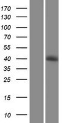 Western Blot: SHARPIN Overexpression Lysate (Adult Normal) [NBP2-06154] Left-Empty vector transfected control cell lysate (HEK293 cell lysate); Right -Over-expression Lysate for SHARPIN.