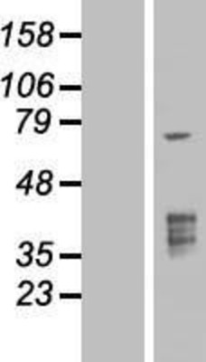 Western Blot: TMPRSS3 Overexpression Lysate (Adult Normal) [NBP2-06030] Left-Empty vector transfected control cell lysate (HEK293 cell lysate); Right -Over-expression Lysate for TMPRSS3.