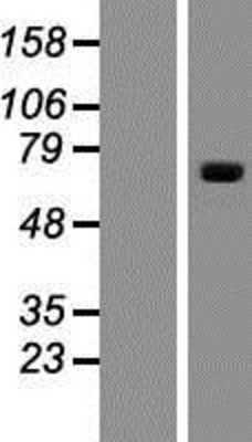 Western Blot: PCDHA10 Overexpression Lysate (Adult Normal) [NBP2-06114] Left-Empty vector transfected control cell lysate (HEK293 cell lysate); Right -Over-expression Lysate for PCDHA10.
