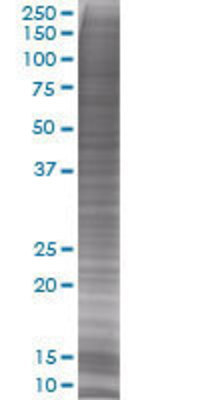 AREG transfected lysate