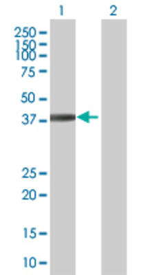 Lane 1: FGD6 transfected lysate (42.9 KDa) Lane 2: Non-transfected lysate.
