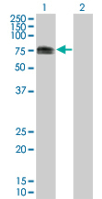 Lane 1: TGFBI transfected lysate (75.13 KDa) Lane 2: Non-transfected lysate.