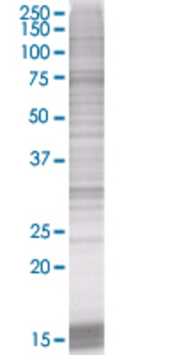 TGFBI transfected lysate.