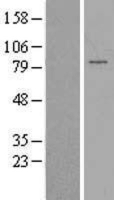 Western Blot: PAPOLG Overexpression Lysate (Adult Normal) [NBP2-06380] Left-Empty vector transfected control cell lysate (HEK293 cell lysate); Right -Over-expression Lysate for PAPOLG.