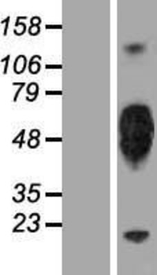 Western Blot: KIR2DL5A Overexpression Lysate (Adult Normal) [NBP2-06630] Left-Empty vector transfected control cell lysate (HEK293 cell lysate); Right -Over-expression Lysate for KIR2DL5A.