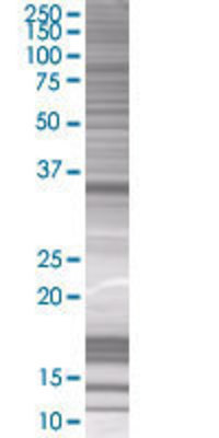 HFE2 transfected lysate.
