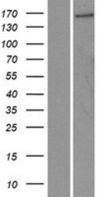 Western Blot: FGD5 Overexpression Lysate (Adult Normal) [NBP2-10241] Left-Empty vector transfected control cell lysate (HEK293 cell lysate); Right -Over-expression Lysate for FGD5.