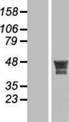 Western Blot: MSANTD4 Overexpression Lysate (Adult Normal) [NBL1-12280] Left-Empty vector transfected control cell lysate (HEK293 cell lysate); Right -Over-expression Lysate for MSANTD4.