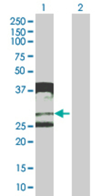 Lane 1: AREG transfected lysate (27.83 KDa). Lane 2: Non-transfected lysate.