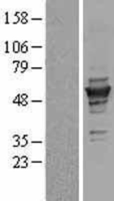 Western Blot: gamma Tubulin Overexpression Lysate (Adult Normal) [NBL1-17444] Left-Empty vector transfected control cell lysate (HEK293 cell lysate); Right -Over-expression Lysate for gamma Tubulin.