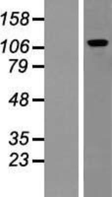 Western Blot: Pumilio 2 Overexpression Lysate (Adult Normal) [NBP2-10289] Left-Empty vector transfected control cell lysate (HEK293 cell lysate); Right -Over-expression Lysate for Pumilio 2.