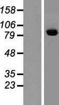 Western Blot: MSK2 Overexpression Lysate (Adult Normal) [NBP2-10556] Left-Empty vector transfected control cell lysate (HEK293 cell lysate); Right -Over-expression Lysate for MSK2.
