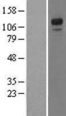 Western Blot: NFAT4 Overexpression Lysate (Adult Normal) [NBP2-10527] Left-Empty vector transfected control cell lysate (HEK293 cell lysate); Right -Over-expression Lysate for NFAT4.