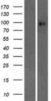 Western Blot: Protocadherin alpha-9 Overexpression Lysate (Adult Normal) [NBP2-10337] Left-Empty vector transfected control cell lysate (HEK293 cell lysate); Right -Over-expression Lysate for Protocadherin alpha-9.
