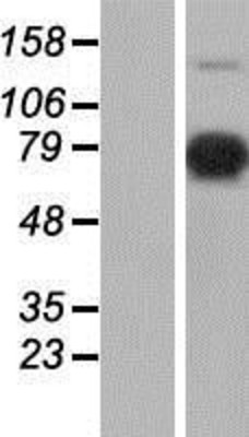 Western Blot: XE7 Overexpression Lysate (Adult Normal) [NBP2-10524] Left-Empty vector transfected control cell lysate (HEK293 cell lysate); Right -Over-expression Lysate for XE7.