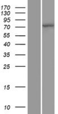 Western Blot: Cullin 4a Overexpression Lysate (Adult Normal) [NBP2-10601] Left-Empty vector transfected control cell lysate (HEK293 cell lysate); Right -Over-expression Lysate for Cullin 4a.