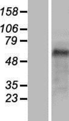 Western Blot: Cip4 Overexpression Lysate (Adult Normal) [NBP2-10575] Left-Empty vector transfected control cell lysate (HEK293 cell lysate); Right -Over-expression Lysate for Cip4.