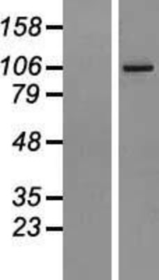 Western Blot: AGBL2 Overexpression Lysate (Adult Normal) [NBL1-07378] Left-Empty vector transfected control cell lysate (HEK293 cell lysate); Right -Over-expression Lysate for AGBL2.