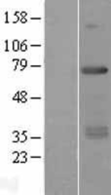 Western Blot: RFX5 Overexpression Lysate (Adult Normal) [NBP2-09176] Left-Empty vector transfected control cell lysate (HEK293 cell lysate); Right -Over-expression Lysate for RFX5.