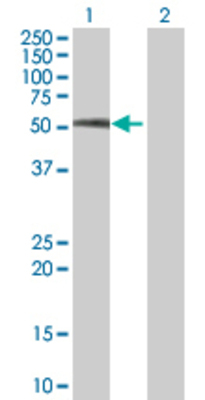 Lane 1: NFIX transfected lysate (48.51 KDa) Lane 2: Non-transfected lysate.