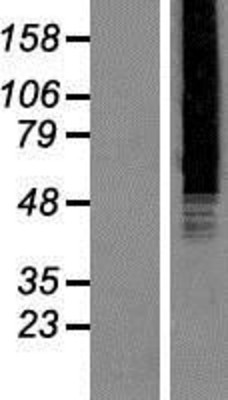 Western Blot: DNA polymerase sigma Overexpression Lysate (Adult Normal) [NBP2-10388] Left-Empty vector transfected control cell lysate (HEK293 cell lysate); Right -Over-expression Lysate for DNA polymerase sigma.