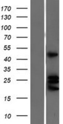 Western Blot: Ephrin A4 Overexpression Lysate (Adult Normal) [NBP2-10484] Left-Empty vector transfected control cell lysate (HEK293 cell lysate); Right -Over-expression Lysate for Ephrin A4.