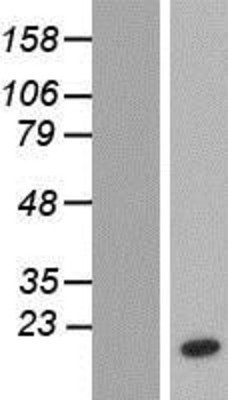 Western Blot: NTF2 Overexpression Lysate (Adult Normal) [NBP2-10444] Left-Empty vector transfected control cell lysate (HEK293 cell lysate); Right -Over-expression Lysate for NTF2.