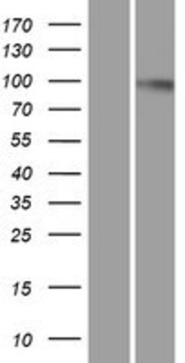 Western Blot: Dynamin 2 Overexpression Lysate (Adult Normal) [NBP2-10512] Left-Empty vector transfected control cell lysate (HEK293 cell lysate); Right -Over-expression Lysate for Dynamin 2.