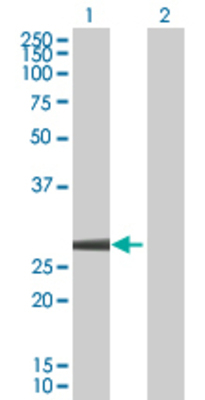 Lane 1: DTYMK transfected lysate (23.8 KDa) Lane 2: Non-transfected lysate.