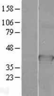 Western Blot: CDC37L1 Overexpression Lysate (Adult Normal) [NBL1-09003] Left-Empty vector transfected control cell lysate (HEK293 cell lysate); Right -Over-expression Lysate for CDC37L1.